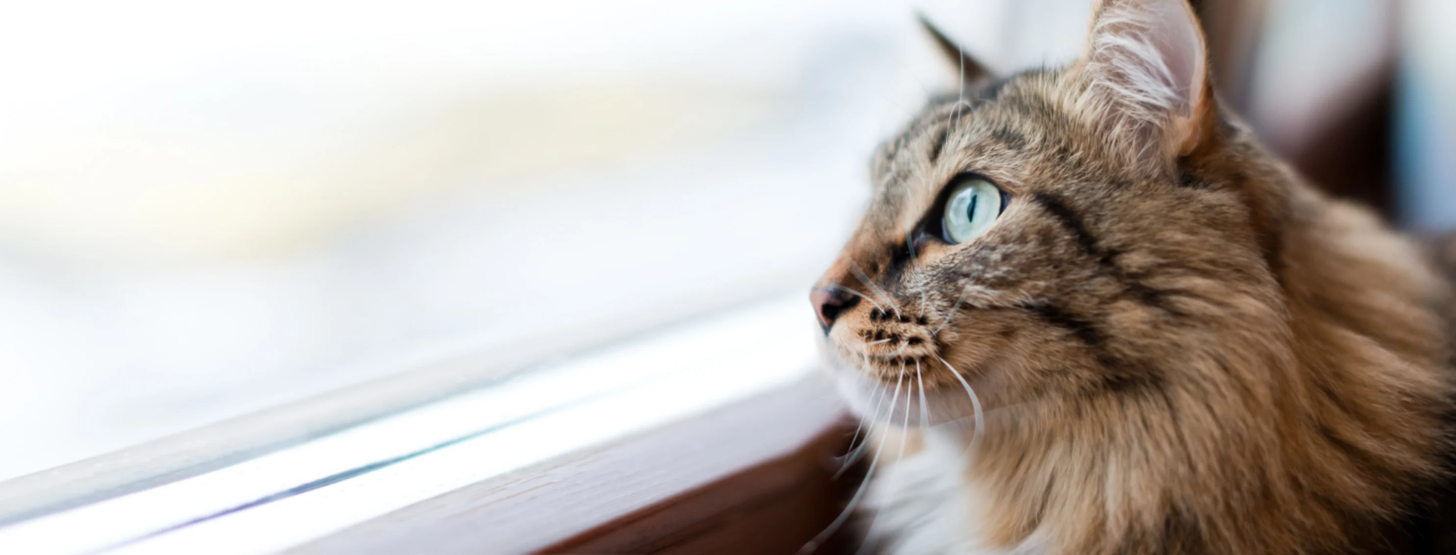 A Brown Cat Looking Out the Window at Home